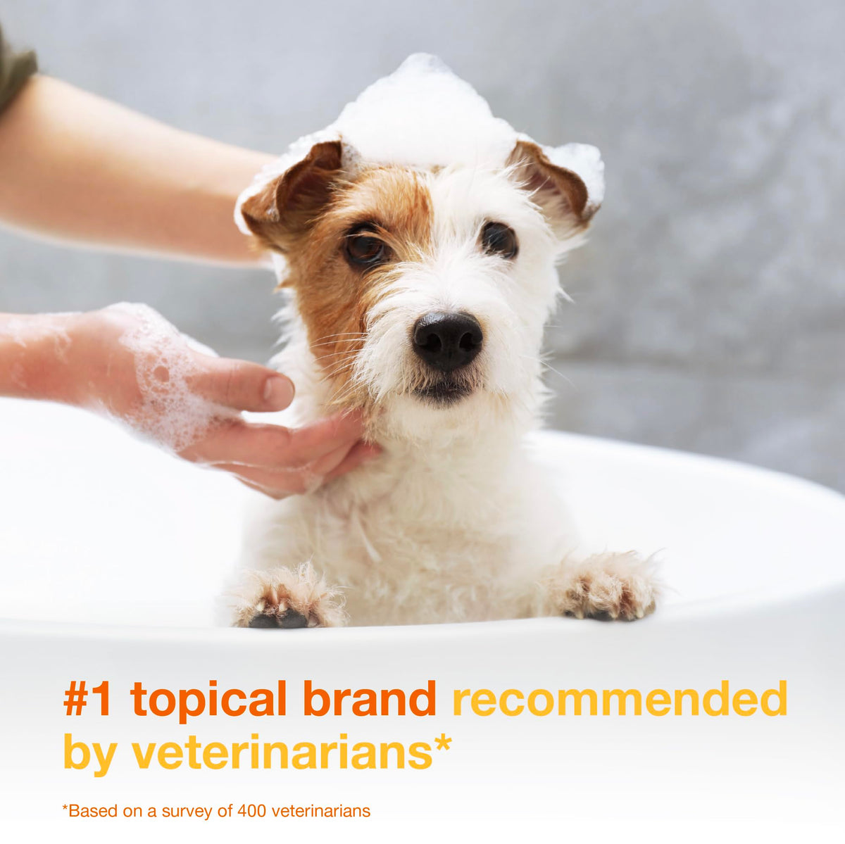 Chlorhexidine Shampoo and Mousse for Dogs Y364262