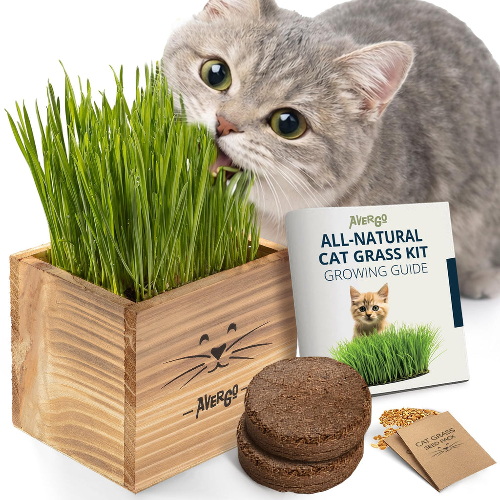 Cat Grass Kit with 2 Seed Packets B947