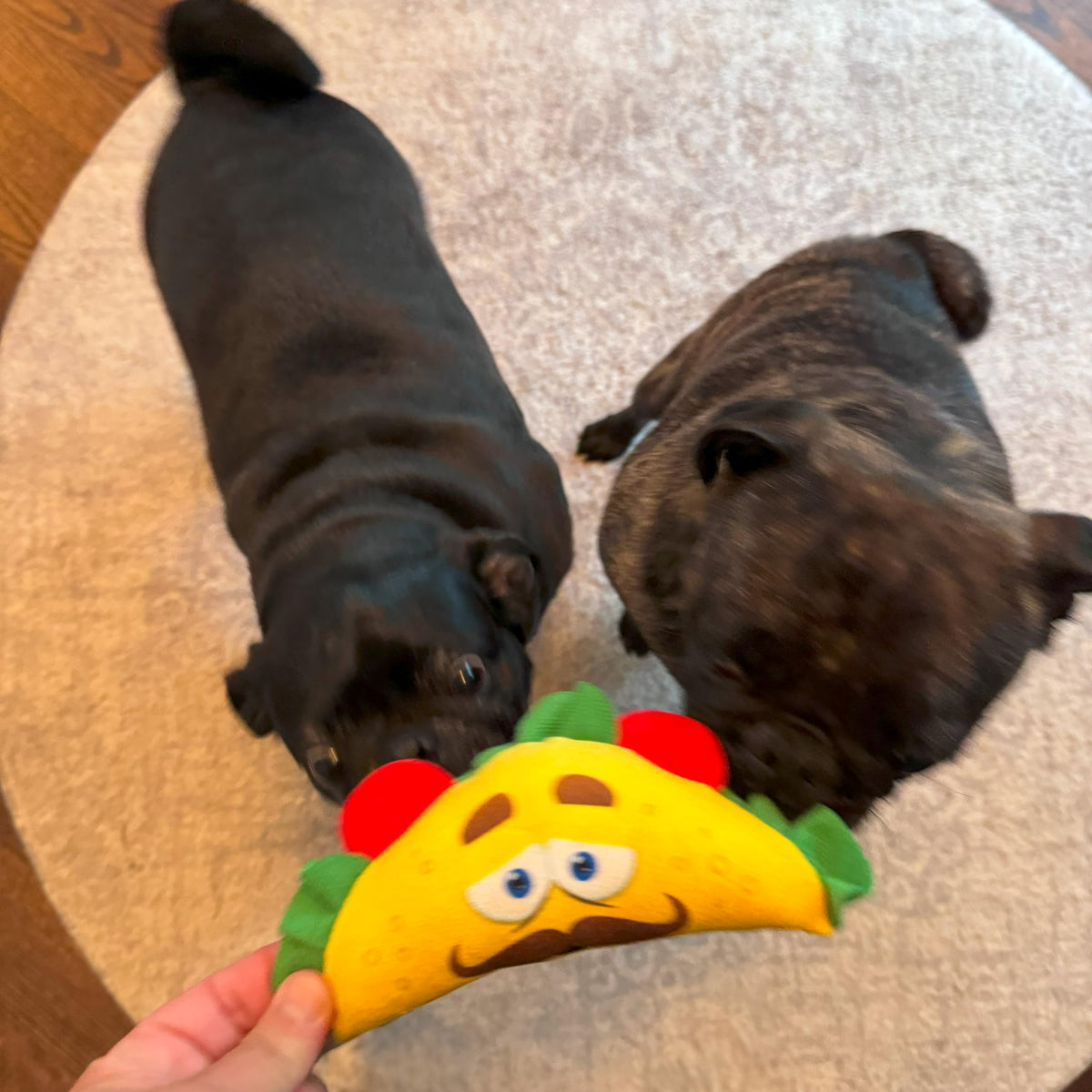 Plush Dog Toy with Squeaker J9592