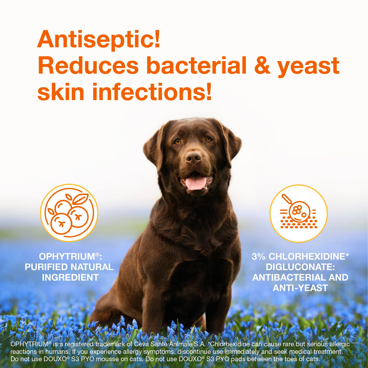 Chlorhexidine Shampoo and Mousse for Dogs Y364262