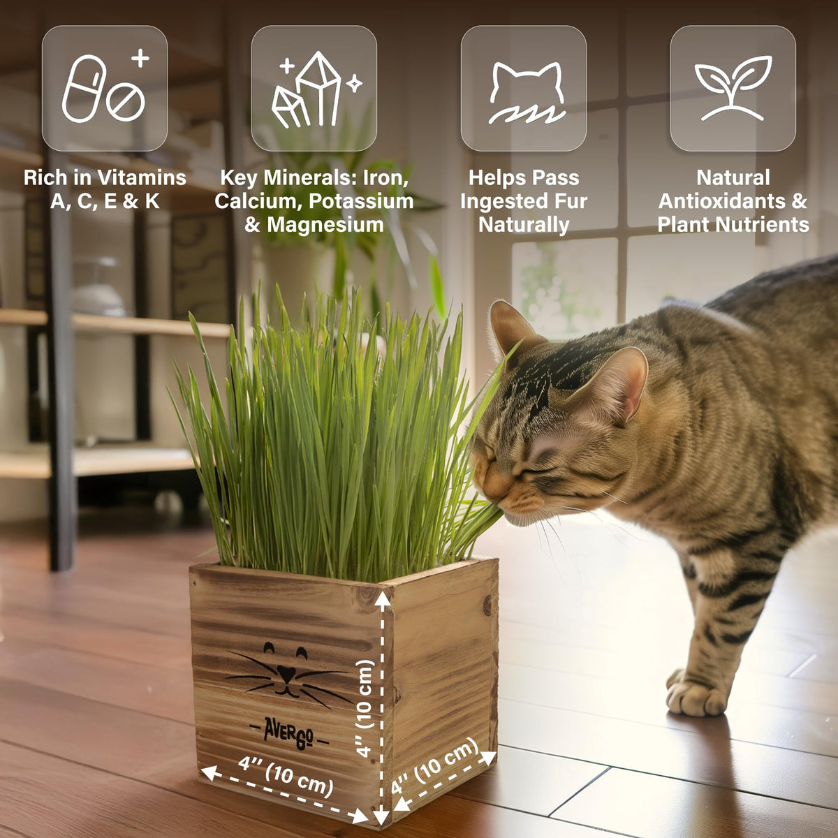 Cat Grass Kit with 2 Seed Packets B947