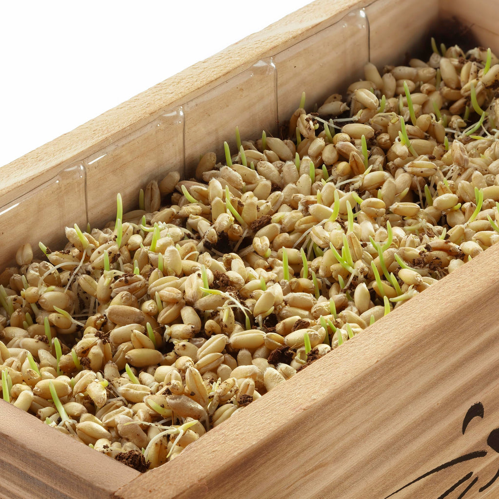 Cat Grass Kit with 2 Seed Packets B947